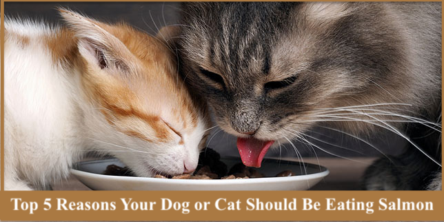 Top 5 Reasons Your Dog or Cat Should Be Eating Salmon