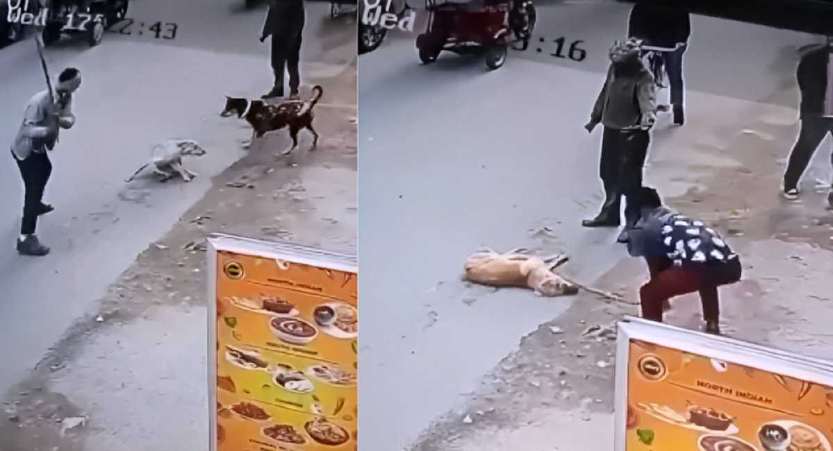 men brutally beat street dog to death
